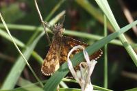 Ematurga atomaria