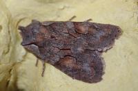 Lithophane furcifera