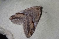 Chesias rufata rufata