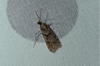 Eudonia angustea