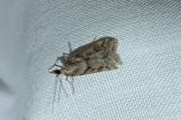 Eudonia angustea