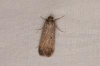 Tathorhynchus exsiccata