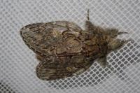Peridea anceps