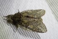 Peridea anceps