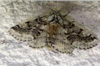 Lycia hirtaria