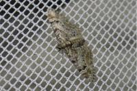 Gymnoscelis rufifasciata