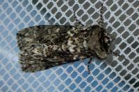 Polyploca ridens