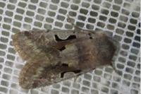 Orthosia gothica