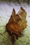Selenia lunularia