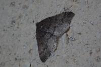 Aleucis distinctata
