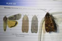 Noctua pronuba