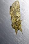Peridea anceps