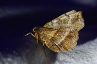 Selenia dentaria