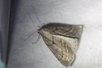 Chemerina caliginearia