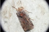 Cerastis rubricosa