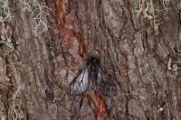 Lycia isabellae