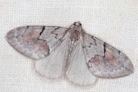 Pennithera ulicata