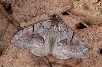 Pennithera ulicata