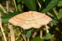 Cyclophora linearia