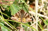 Euclidia glyphica