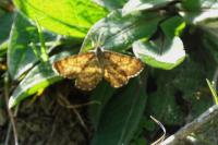 Ematurga atomaria