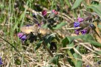 Macroglossum stellatarum