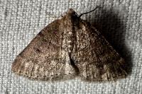 Aleucis distinctata