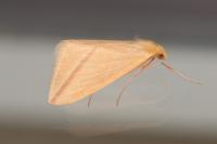 Rhodometra sacraria