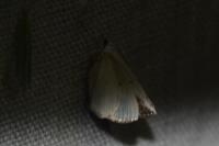 Lomographa temerata