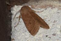Orthosia cerasi