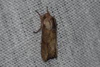 Egira conspicillaris