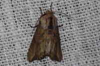 Egira conspicillaris