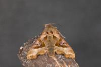Phlogophora meticulosa