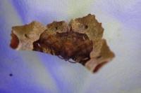 Selenia tetralunaria