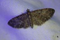 Eupithecia abbreviata/dodoneata
