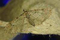 Gymnoscelis rufifasciata