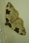 Xanthorhoe fluctuata
