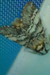 Drymonia ruficornis