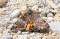 Boudinotiana notha