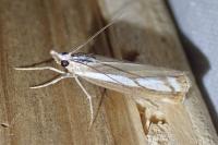 Catoptria europaeica