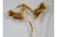 Catoptria europaeica