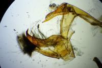 Catoptria europaeica
