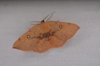 Cyclophora puppillaria