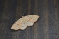 Cyclophora punctaria
