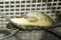 Cilix glaucata