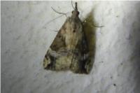 Hypena obsitalis