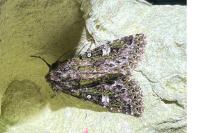 Valeria jaspidea