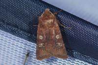 Cerastis leucographa