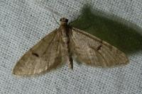 Eupithecia