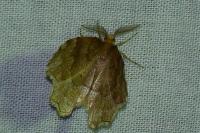 Cepphis advenaria